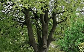 The Beeches